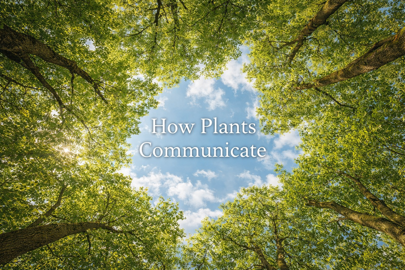How Plants Communicate: The Hidden World of Plant Signals